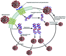 Graphical abstract: Prospectus of advanced nanomaterials for antiviral properties