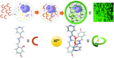 Graphical abstract: The detection of Al3+ and Cu2+ ions using isonicotinohydrazide-based chemosensors and their application to live-cell imaging