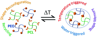 Graphical abstract: Hybrid covalent adaptable networks from cross-reactive poly(ε-caprolactone) and poly(ethylene oxide) stars towards advanced shape-memory materials