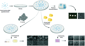 Graphical abstract: Antibacterial peptidomimetic and characterization of its efficacy as an antibacterial and biocompatible coating for bioceramic-based bone substitutes