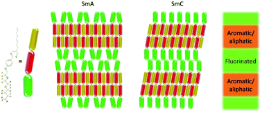 Graphical abstract: Sub-layer rationale of anomalous layer-shrinkage from atomistic simulations of a fluorinated mesogen