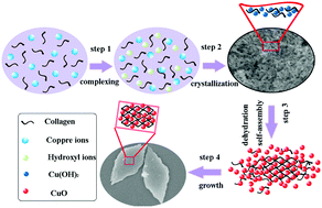 Graphical abstract: Leaf-like copper oxide mesocrystals by collagen-assisted biomineralization show attractive biofunctional and electrochemical properties