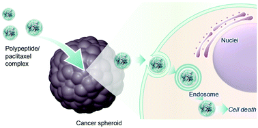 Graphical abstract: Water solubilization of paclitaxel using polypeptides for cancer therapy