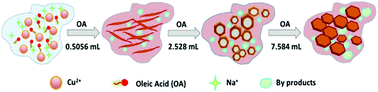 Graphical abstract: Oleic acid induced tailored morphological features and structural defects in CuO for multifunctional applications