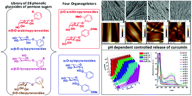 Graphical abstract: Structure–gelation property relationships of phenolic glycosides of pentose sugars: pH dependent controlled release of curcumin