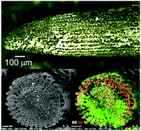 Graphical abstract: Electroless nickel plating on a biomineral-based sponge structure