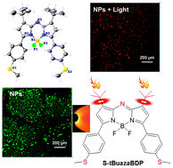 Graphical abstract: Near-infrared absorbing aza-BODIPYs with 1,7-di-tert-butyl groups by low-barrier rotation for photothermal application