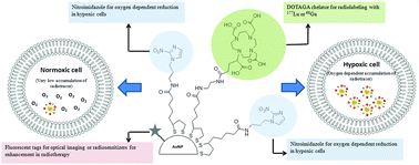 Graphical abstract: Hypoxia targeting lutetium-177-labeled nitroimidazole-decorated gold particles as cancer theranostic nanoplatforms