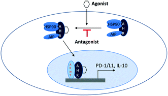 Graphical abstract: Recent advances in the development of AHR antagonists in immuno-oncology