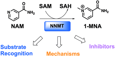 Graphical abstract: Mechanisms and inhibitors of nicotinamide N-methyltransferase