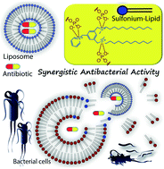 Graphical abstract: Sulfonium-based liposome-encapsulated antibiotics deliver a synergistic antibacterial activity