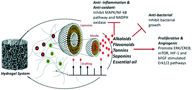 Graphical abstract: Assessing the mechanisms of action of natural molecules/extracts for phase-directed wound healing in hydrogel scaffolds