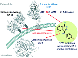 Graphical abstract: Discovery of potent nucleotide pyrophosphatase/phosphodiesterase3 (NPP3) inhibitors with ancillary carbonic anhydrase inhibition for cancer (immuno)therapy