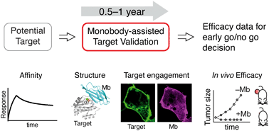 Graphical abstract: Monobodies as tool biologics for accelerating target validation and druggable site discovery