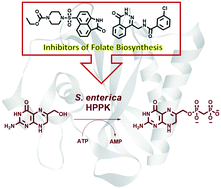 Graphical abstract: Virtual screening and in vitro validation identifies the first reported inhibitors of Salmonella enterica HPPK