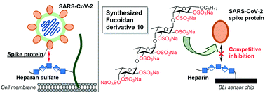 Graphical abstract: Synthesis of low-molecular weight fucoidan derivatives and their binding abilities to SARS-CoV-2 spike proteins