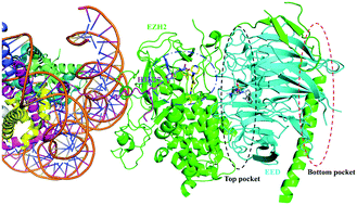 Graphical abstract: An overview of the development of EED inhibitors to disable the PRC2 function