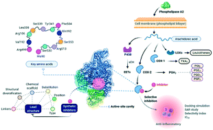 Graphical abstract: Non-steroidal anti-inflammatory drugs: recent advances in the use of synthetic COX-2 inhibitors