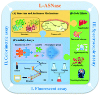 Graphical abstract: Overview of the structure, side effects, and activity assays of l-asparaginase as a therapy drug of acute lymphoblastic leukemia