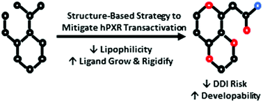 Graphical abstract: A concise review on hPXR ligand-recognizing residues and structure-based strategies to alleviate hPXR transactivation risk