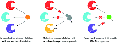 Graphical abstract: Reactivity-based chemical-genetic study of protein kinases