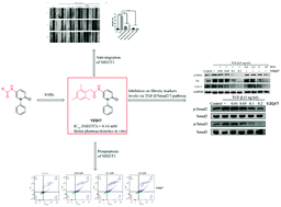 Graphical abstract: Synthesis and structure–activity relationships of pirfenidone derivatives as anti-fibrosis agents in vitro