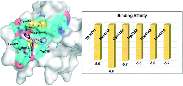 Graphical abstract: A computational-cum-experimental study provides some clues on the druggable binding site and design of anticancer therapeutics on ETV1 transcription factor oncoprotein