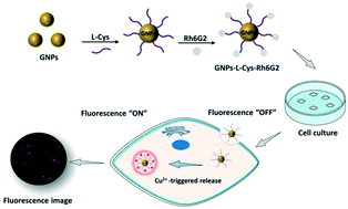 Graphical abstract: A Cu(ii)-triggered release system by l-cysteine functionalized gold nanoparticles for “on-demand” molecular delivery and bioimaging in cells
