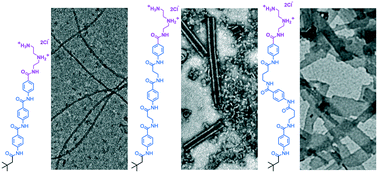 Graphical abstract: Effects of molecular flexibility and head group repulsion on aramid amphiphile self-assembly