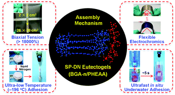 Graphical abstract: Super-stretchable and extreme temperature-tolerant supramolecular-polymer double-network eutectogels with ultrafast in situ adhesion and flexible electrochromic behaviour