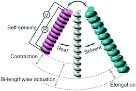 Graphical abstract: Self-sensing coaxial muscle fibers with bi-lengthwise actuation