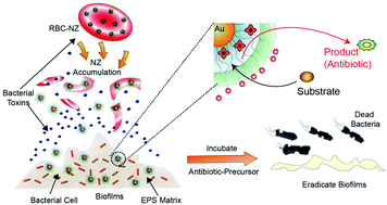 Graphical abstract: Erythrocyte-mediated delivery of bioorthogonal nanozymes for selective targeting of bacterial infections