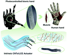 Graphical abstract: Intrinsic carbon nanotube liquid crystalline elastomer photoactuators for high-definition biomechanics