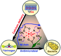 Graphical abstract: The antimicrobial effect of calcium-doped titanium is activated by fibrinogen adsorption