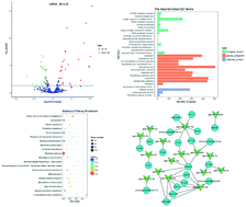 Graphical abstract: Identification of key miRNAs affecting broilers with valgus–varus deformity by RNA sequencing and analysis of miRNA–mRNA interactions