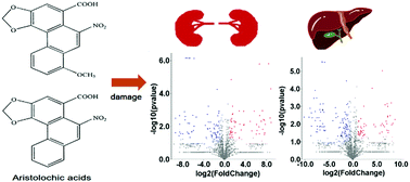 Graphical abstract: Proteome-wide analysis of protein alterations in response to aristolochic acids in rat kidney and liver tissues