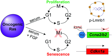 Graphical abstract: FGF-2 induces a failure of cell cycle progression in cells harboring amplified K-Ras, revealing new insights into oncogene-induced senescence