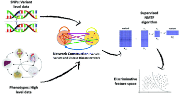 Graphical abstract: Genetic variant effect prediction by supervised nonnegative matrix tri-factorization