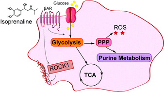 Graphical abstract: β-Adrenoceptor regulation of metabolism in U937 derived macrophages
