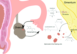 Graphical abstract: Models for measuring metabolic chemical changes in the metastasis of high grade serous ovarian cancer: fallopian tube, ovary, and omentum