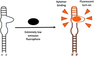 Graphical abstract: Application of fluorescent turn-on aptamers in RNA studies