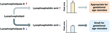 Graphical abstract: Maternal serum lipidomics identifies lysophosphatidic acid as a predictor of small for gestational age neonates