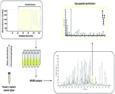 Graphical abstract: Extensive heterogeneity of glycopeptides in plasma revealed by deep glycoproteomic analysis using size-exclusion chromatography