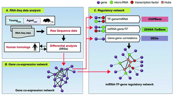 Graphical abstract: An integrated network analysis approach to identify potential key genes, transcription factors, and microRNAs regulating human hematopoietic stem cell aging