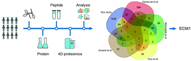 Graphical abstract: 4D-quantitative proteomics signature of asthenozoospermia and identification of extracellular matrix protein 1 as a novel biomarker for sperm motility