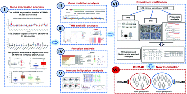 Graphical abstract: KDM4B, a potential prognostic biomarker revealed by large-scale public databases and clinical samples in uterine corpus endometrial carcinoma