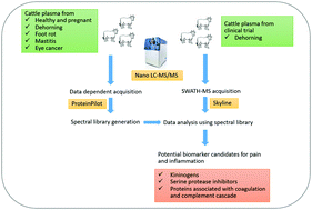 Graphical abstract: Investigation of cattle plasma proteome in response to pain and inflammation using next generation proteomics technique, SWATH-MS