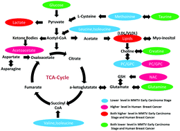 Graphical abstract: 1H-NMR based metabolic study of MMTV-PyMT mice along with pathological progress to screen biomarkers for the early diagnosis of breast cancer