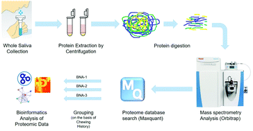Graphical abstract: Label-free quantitation of the changes in salivary proteome associated with the chronic consumption of the betel nut (Areca catechu)