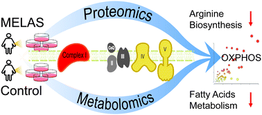 Graphical abstract: Integrated proteomic and metabolomic analyses of the mitochondrial neurodegenerative disease MELAS